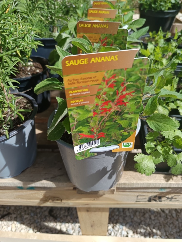 Sauge, Aromatiques et Curiosités : Le plein de peps au Jardin d&rsquo;Alain !