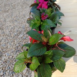 Sunpatiens à Beaune – plantes fleuries résistantes au soleil