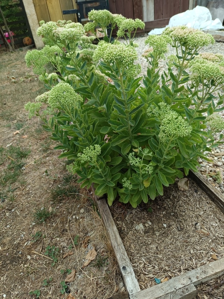 Quelles plantes résistent à la chaleur et à la sécheresse ?