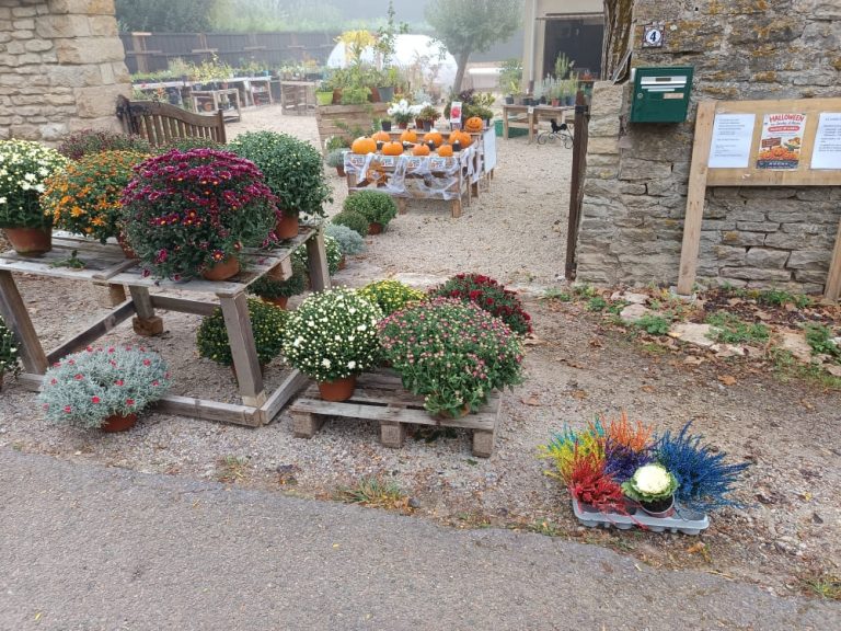 Arrivage de chrysanthèmes à Bligny-lès-Beaune